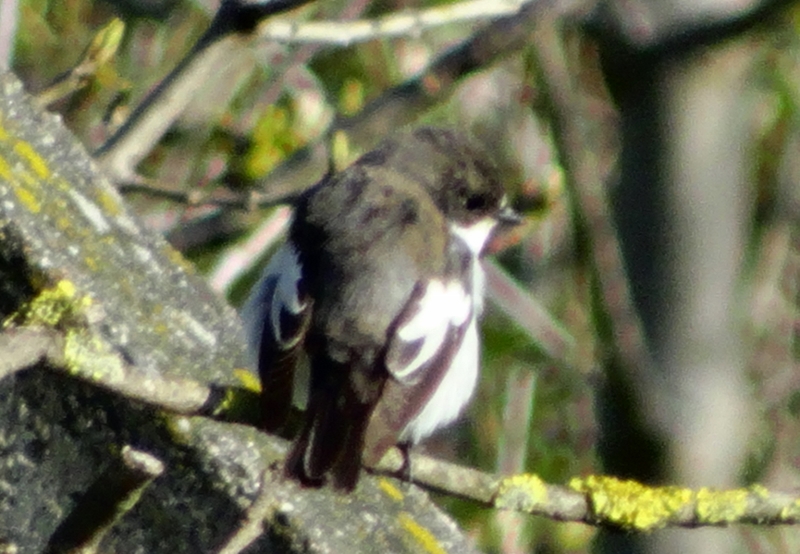 European Pied Flycatcher