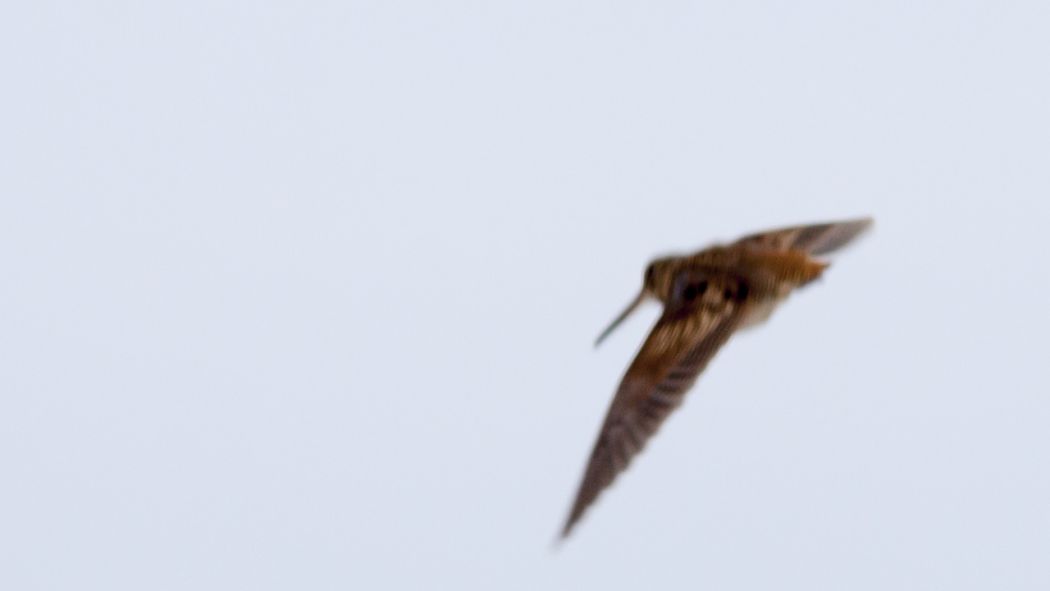 Eurasian Woodcock