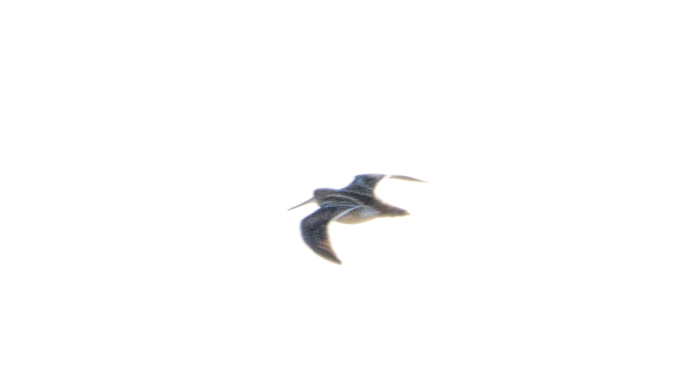 Jack Snipe