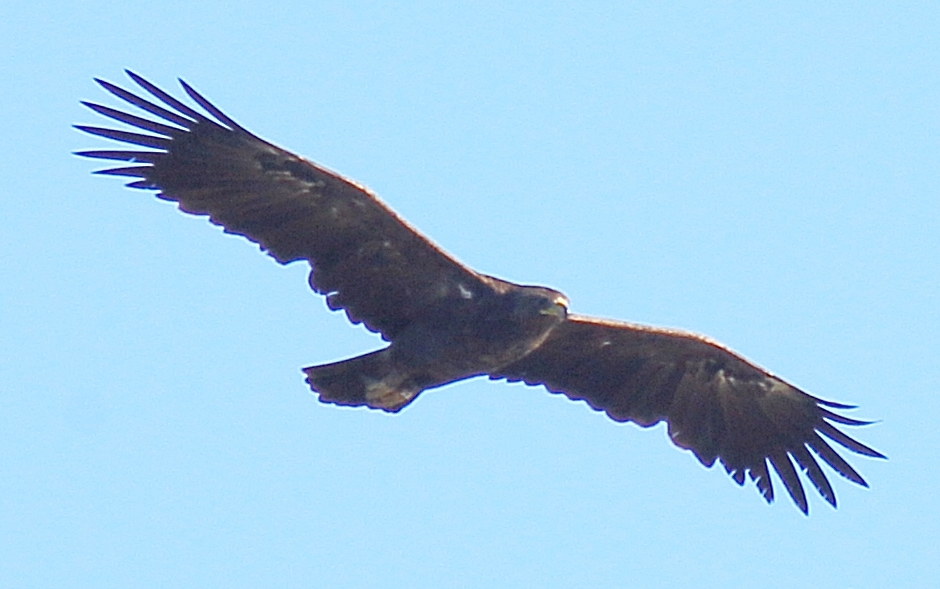 Greater Spotted Eagle