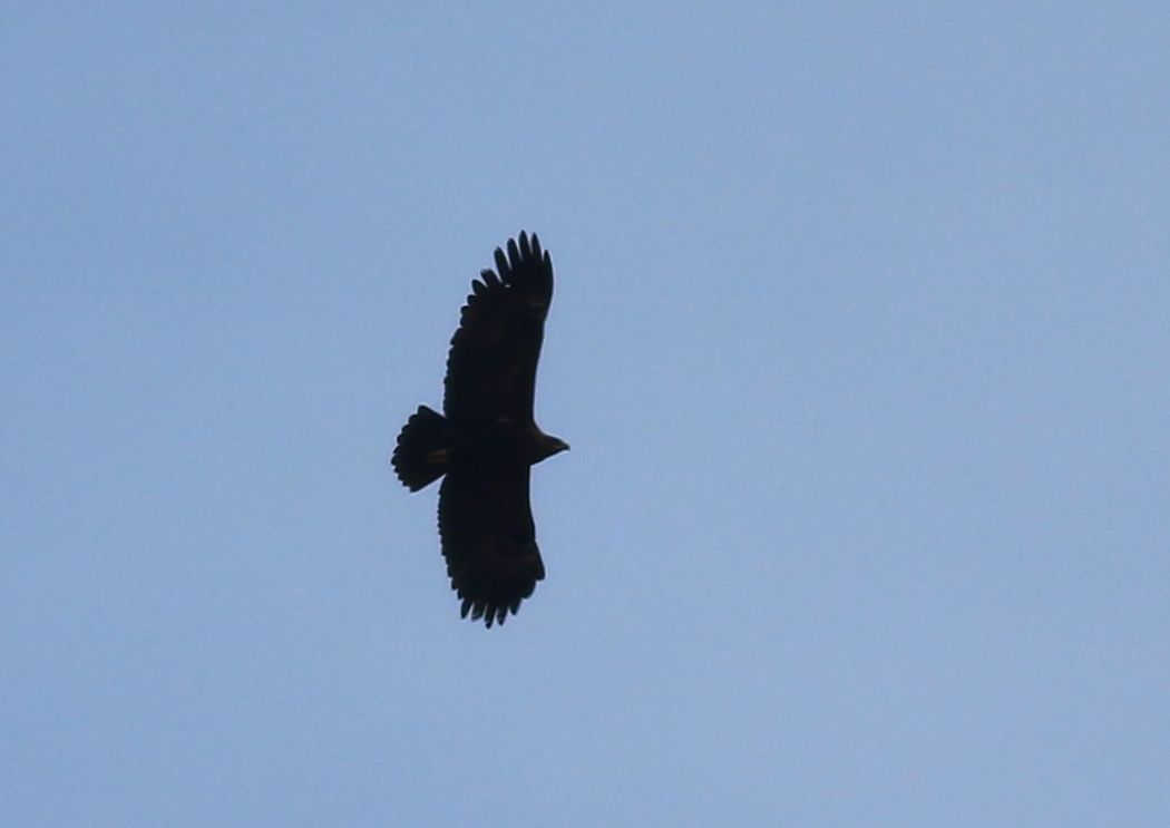 Greater Spotted Eagle