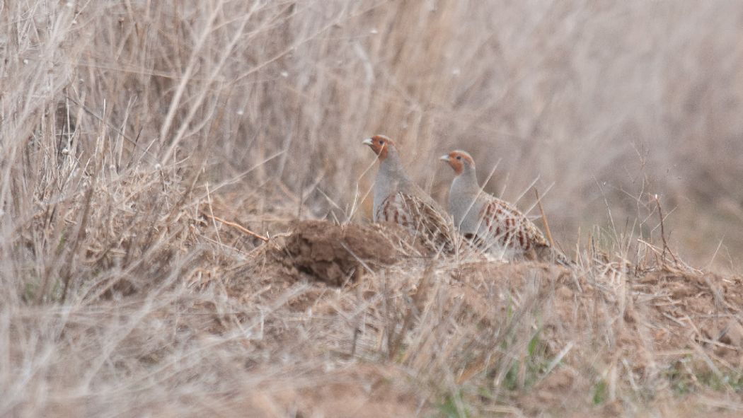 Grey Partridge
