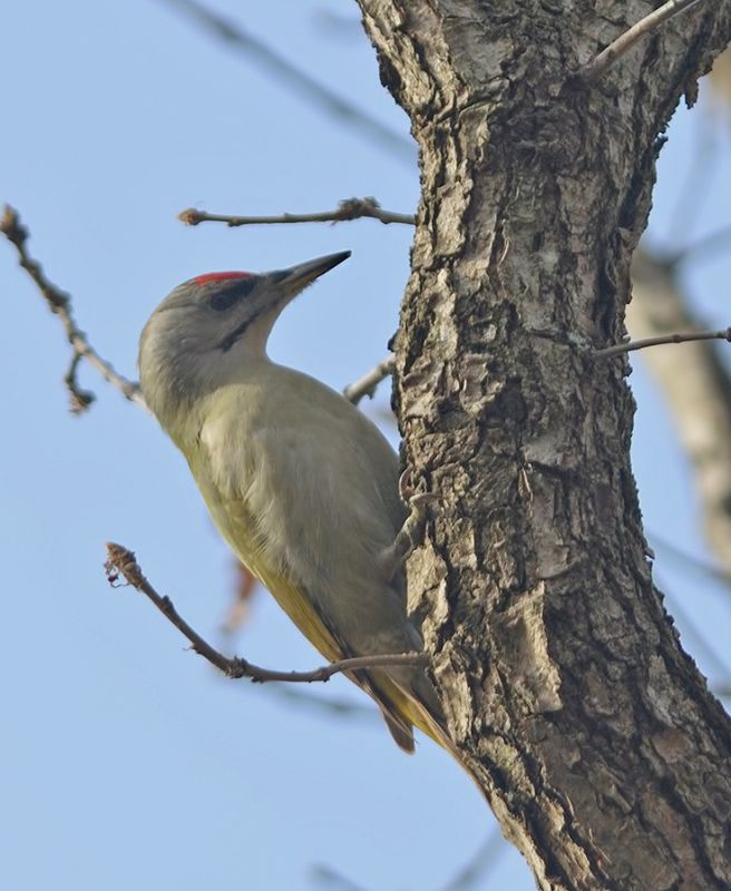 Grey-headed Woodpecker