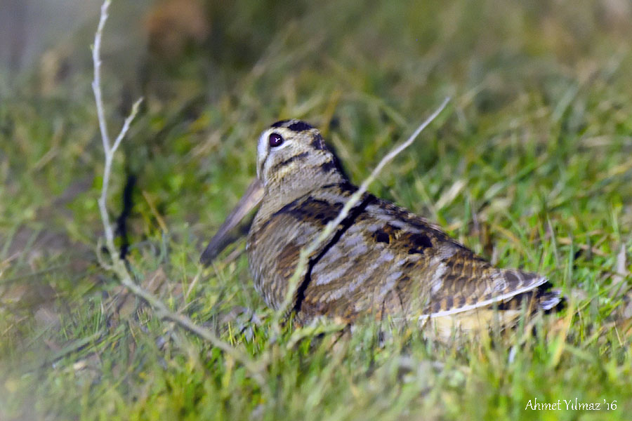 Eurasian Woodcock