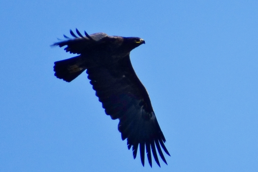 Greater Spotted Eagle