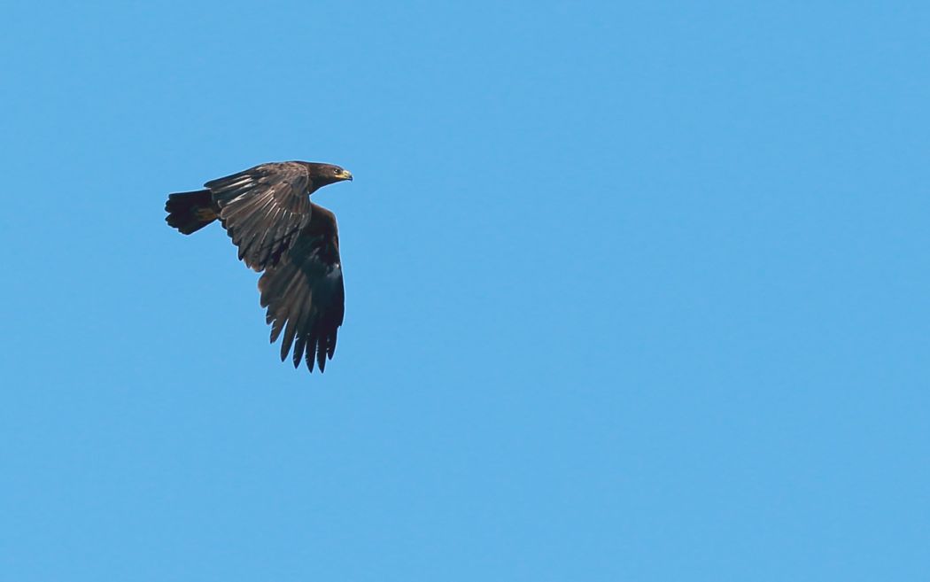 Greater Spotted Eagle