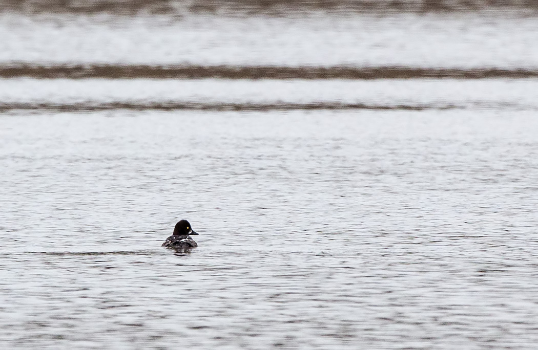 Common Goldeneye
