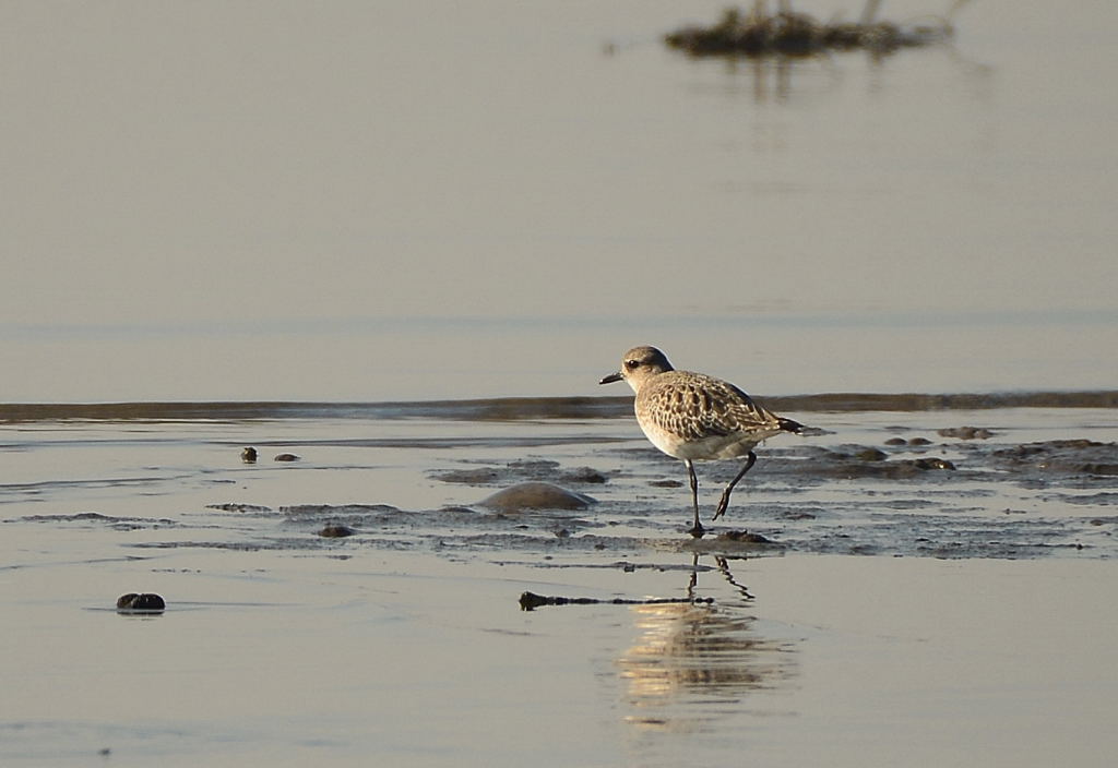 Grey Plover