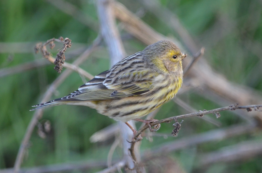 European Serin