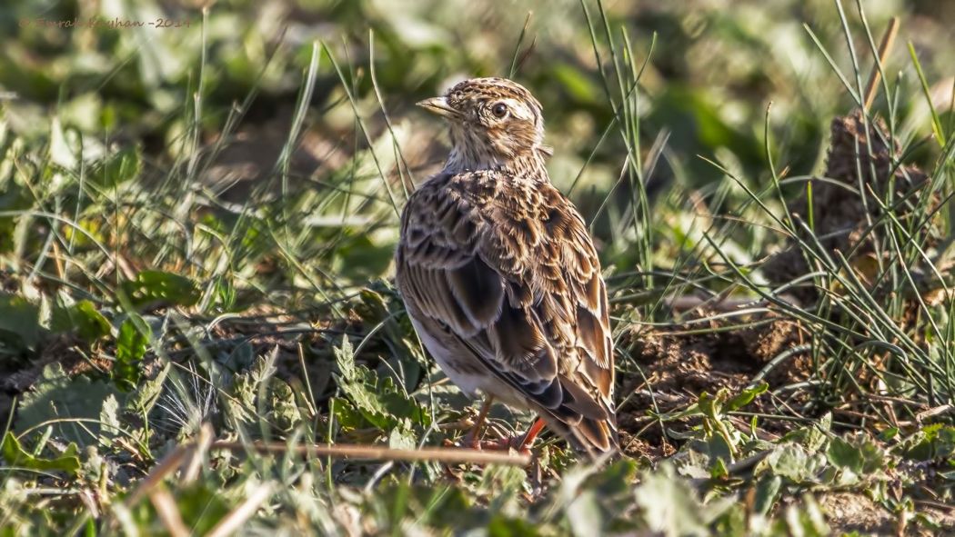 Eurasian Skylark