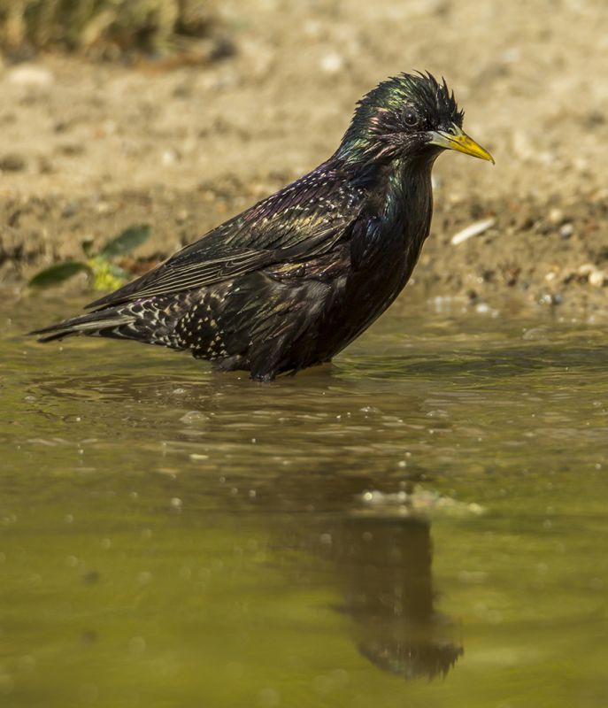Common Starling
