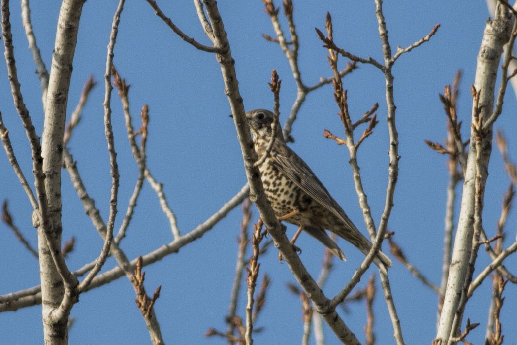 Mistle Thrush