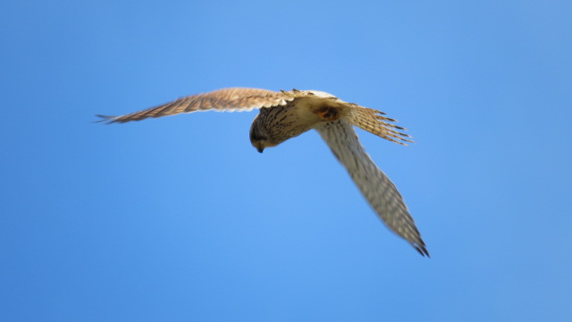 Common Kestrel