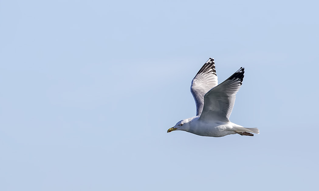 Caspian Gull