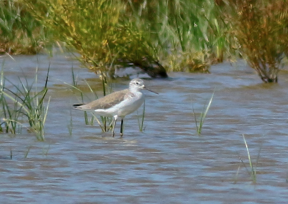 Marsh Sandpiper