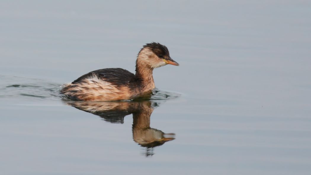 Little Grebe