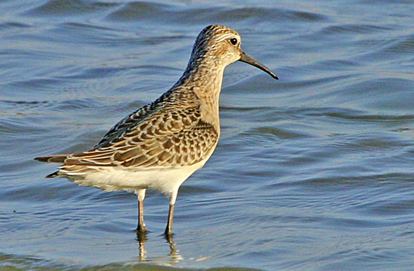 Curlew Sandpiper