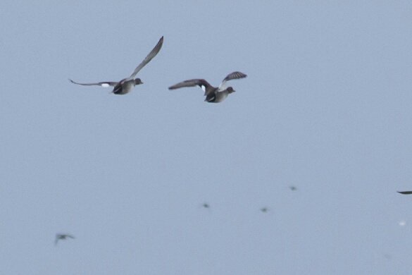 Gadwall