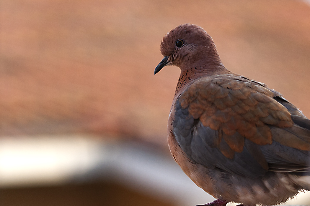 Laughing Dove