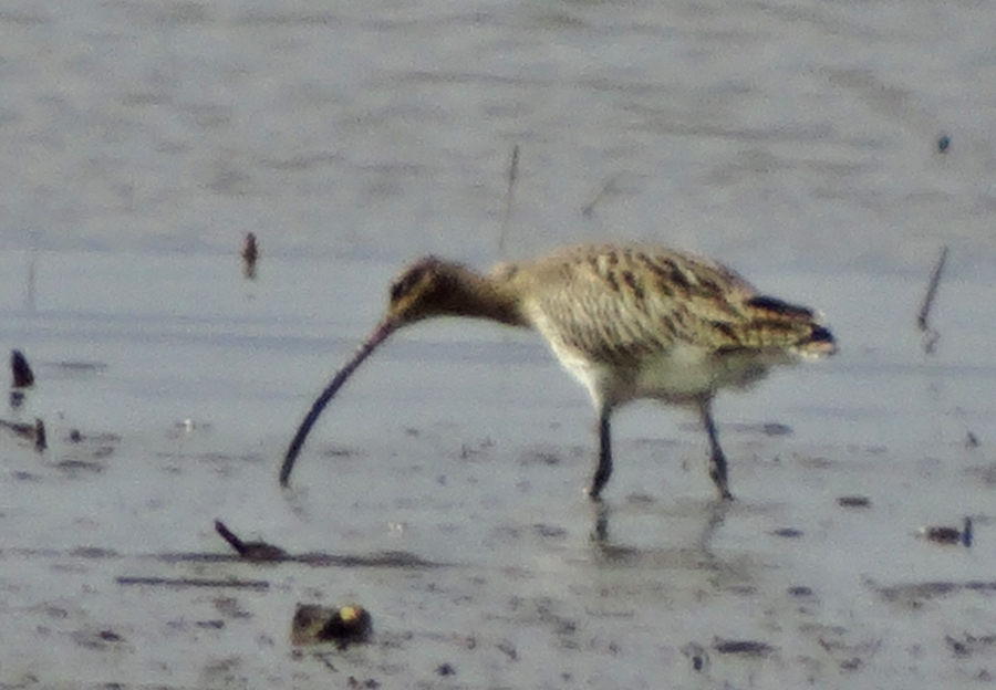Eurasian Curlew
