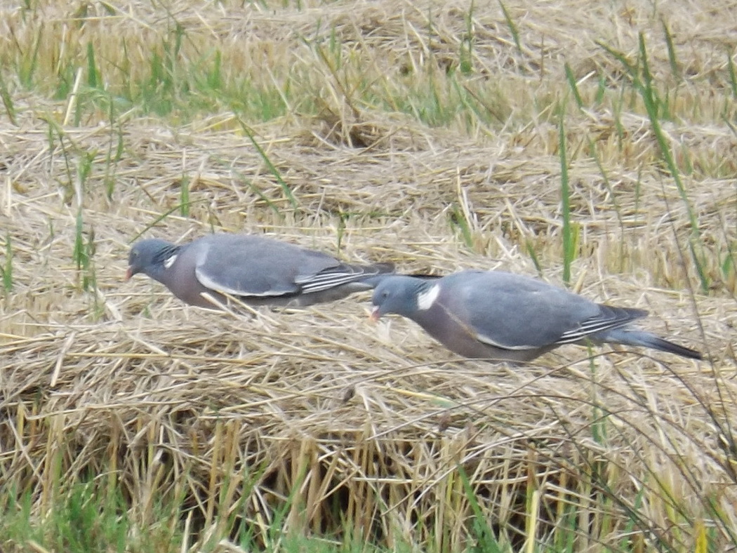 Common Wood Pigeon