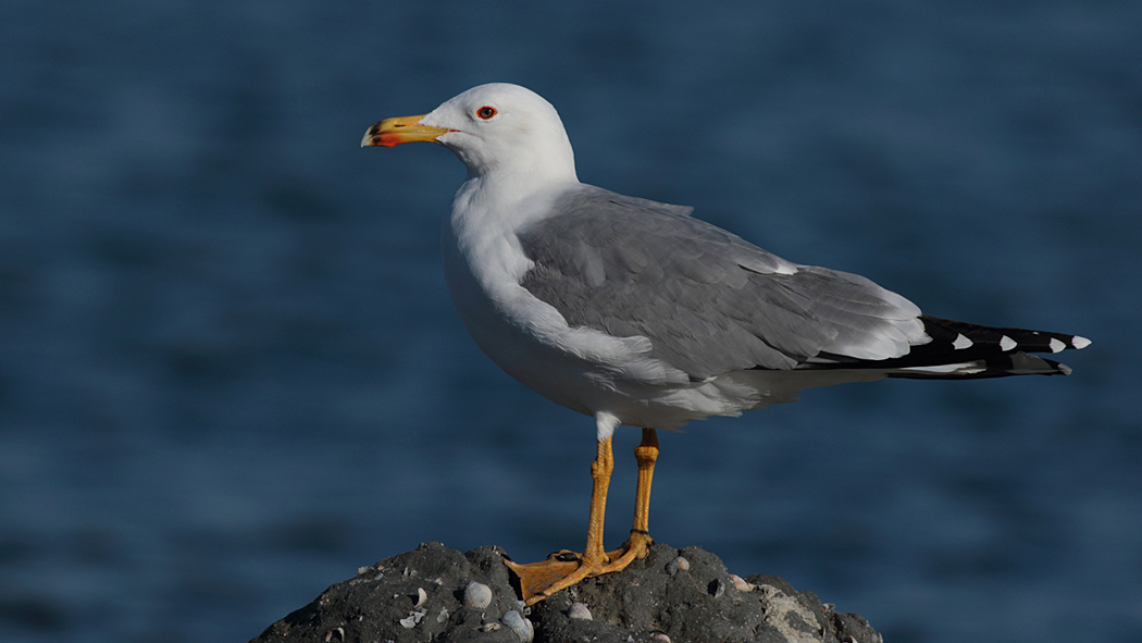 Armenian Gull