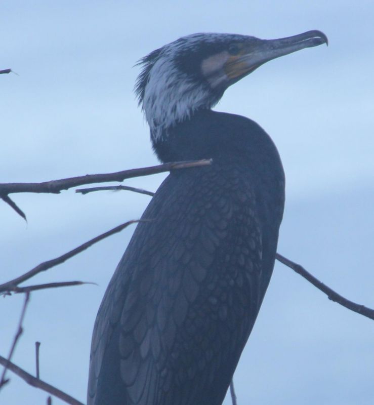 Great Cormorant