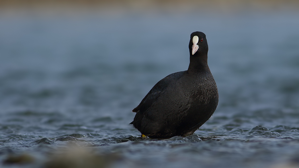 Eurasian Coot