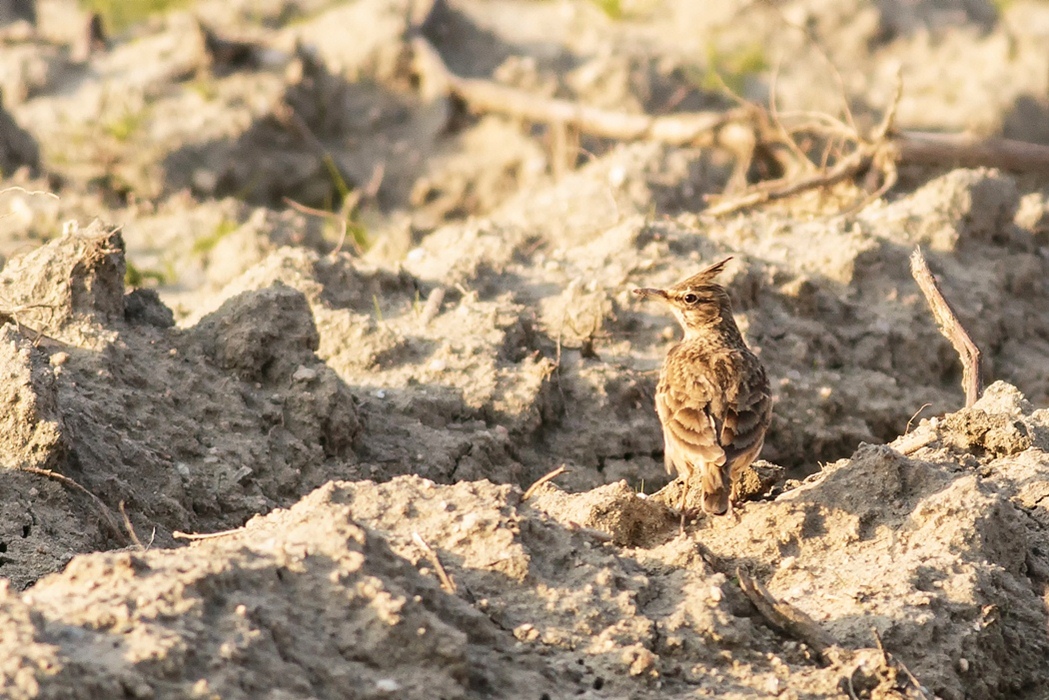 Crested Lark