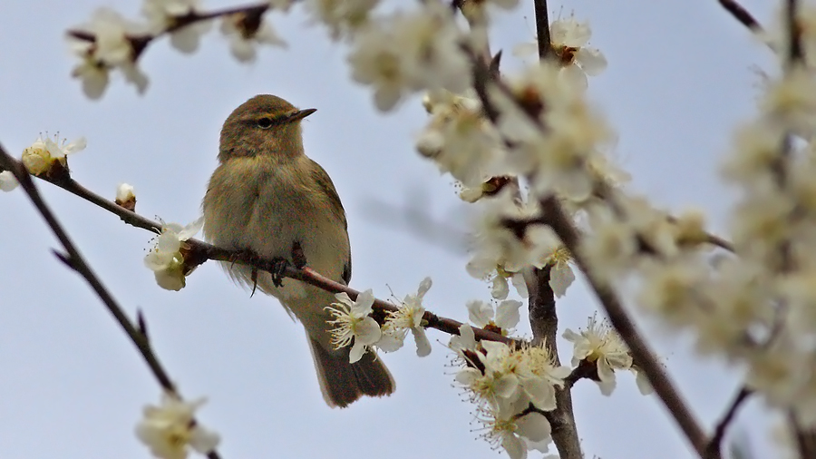 Common Chiffchaff