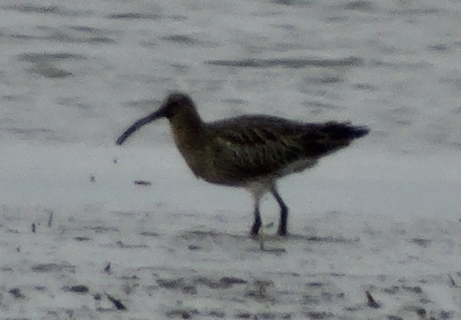 Eurasian Whimbrel