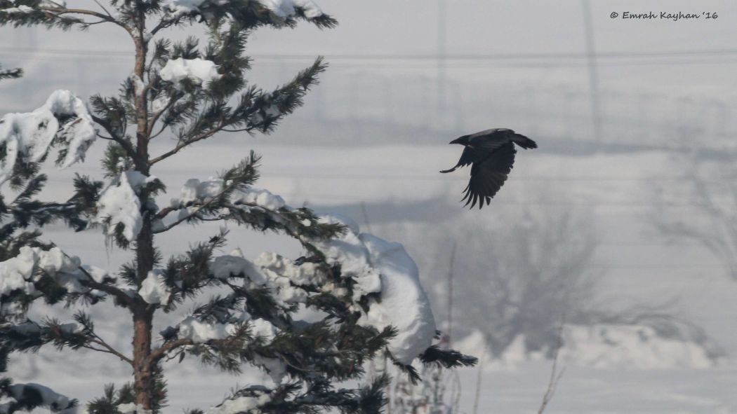 Hooded Crow