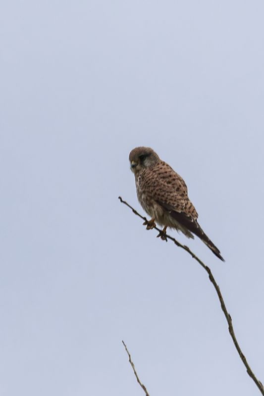 Common Kestrel