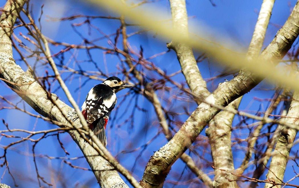 Great Spotted Woodpecker