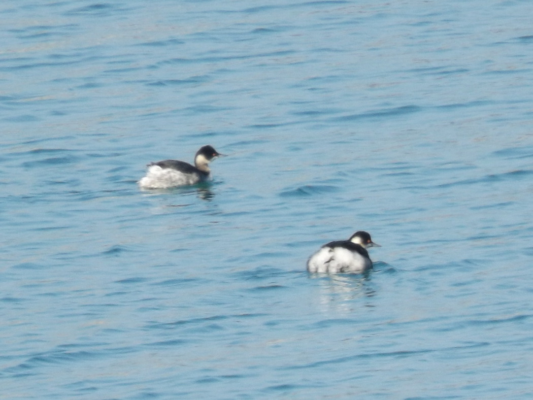 Black-necked Grebe