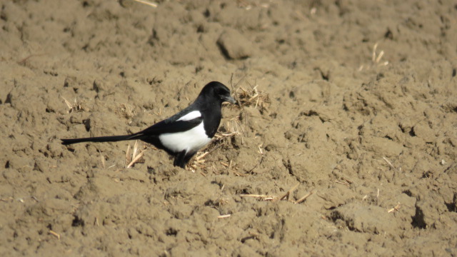 Eurasian Magpie