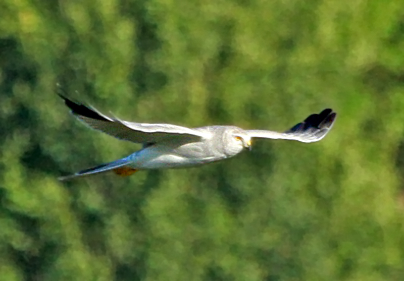 Pallid Harrier