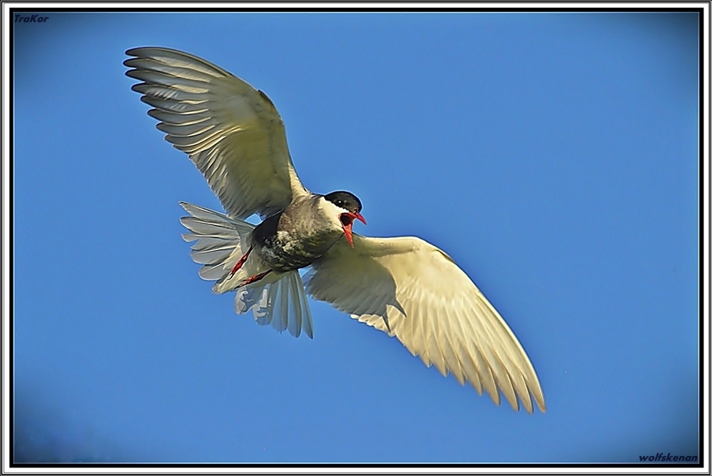 Whiskered Tern