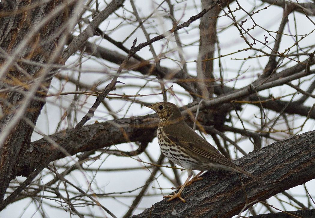 Song Thrush