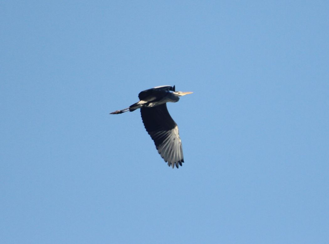 Grey Heron