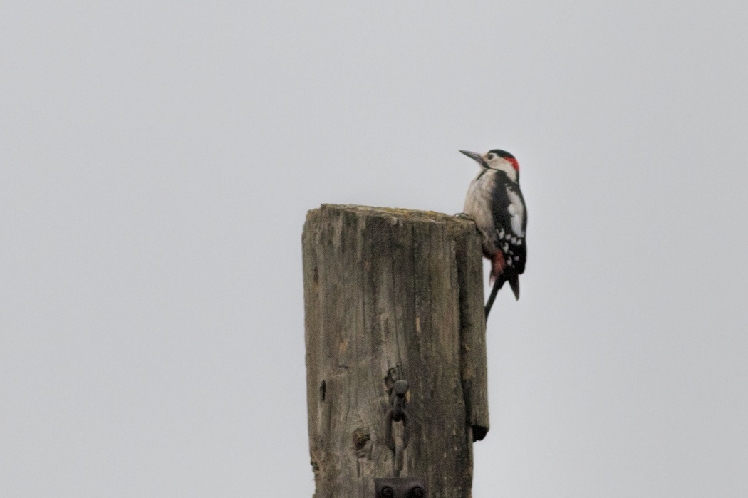 Syrian Woodpecker