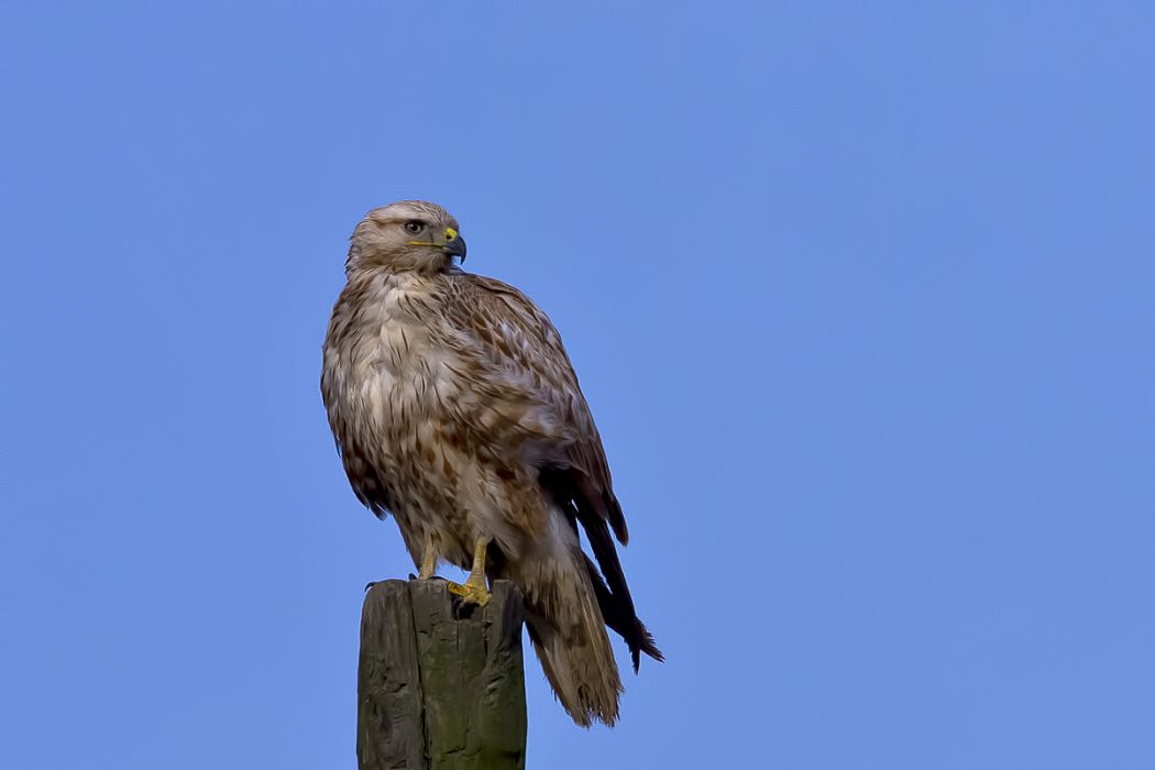 Long-legged Buzzard