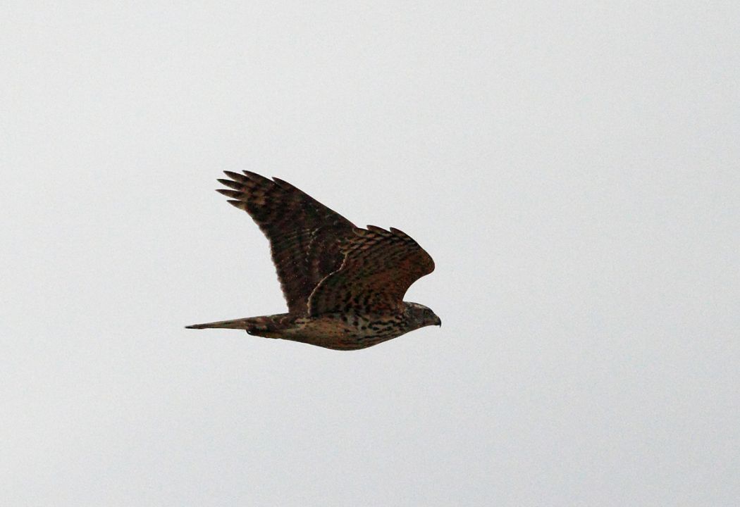Eurasian Goshawk