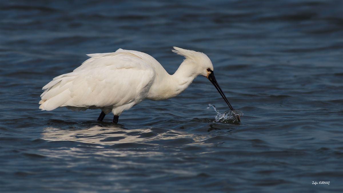 Eurasian Spoonbill