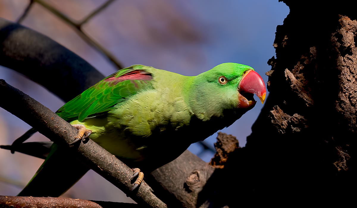 Alexandrine Parakeet