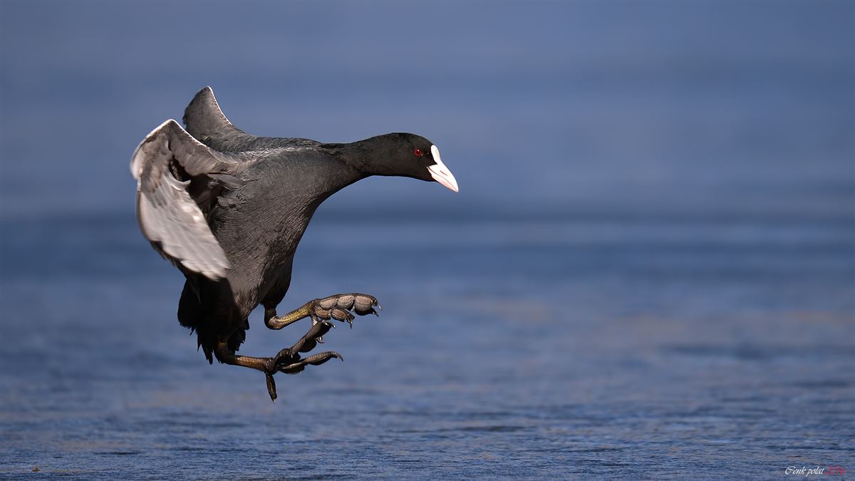 Eurasian Coot