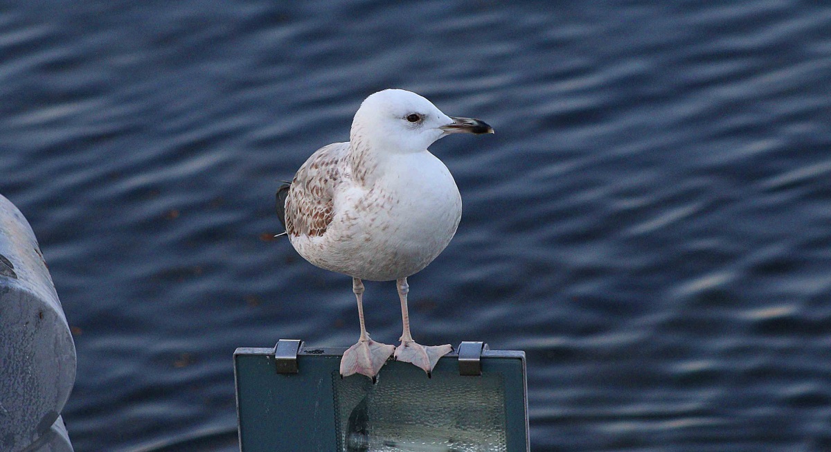 Caspian Gull