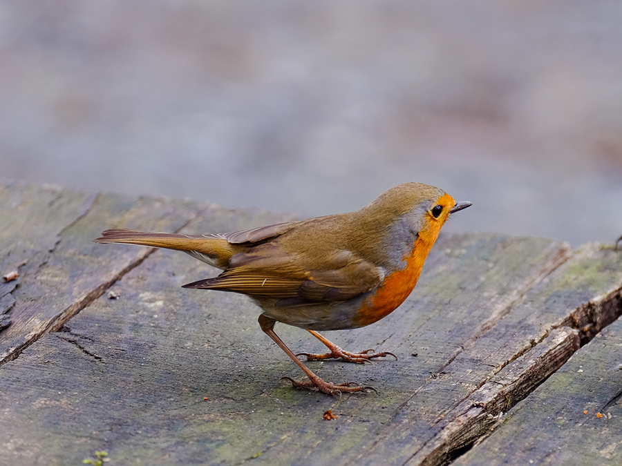 European Robin