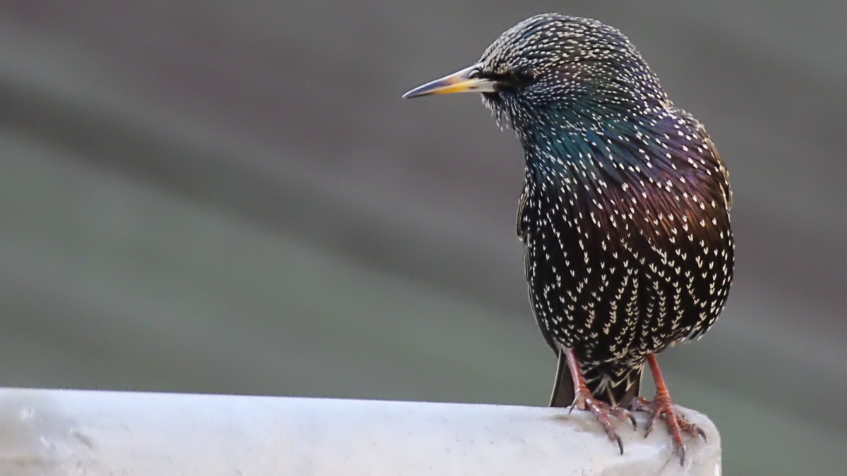 Common Starling