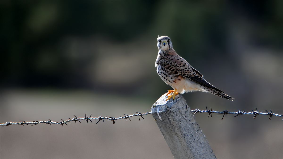 Common Kestrel
